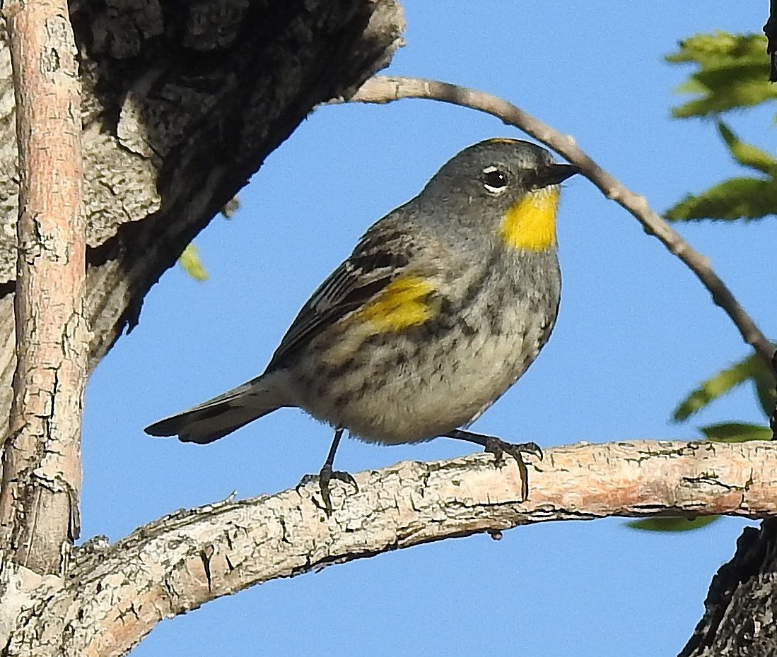 Female yellow-rumped warbler